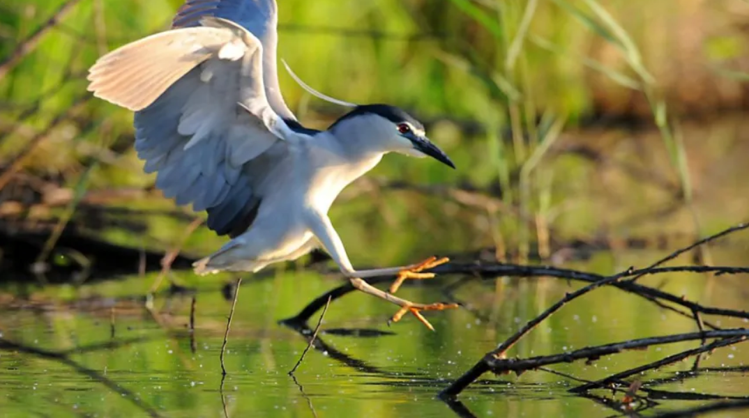 2014 rzadki ptak.PNG