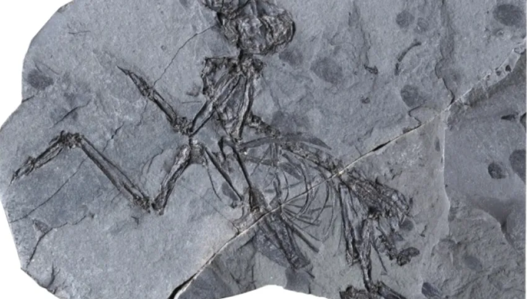 2023 nie tylko dino.PNG